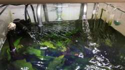 Technik im Aquarium i love stones, again !