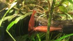 Besatz im Aquarium i love stones, again !