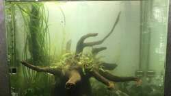 Aquarium i love stones, again !