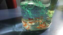 Besatz im Aquarium i love stones, again !