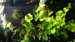 HMF mit Moos bepflanzt