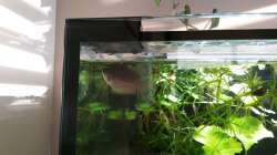 Honiggurami weiblich