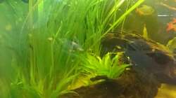 Besatz im Aquarium Neues beni becken