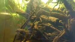 Besatz im Aquarium Neues beni becken