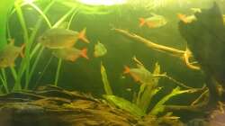 Besatz im Aquarium Neues beni becken