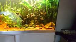 Dekoration im Aquarium Neues beni becken