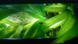 Besatz im Aquarium Neues beni becken