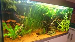 Dekoration im Aquarium Neues beni becken