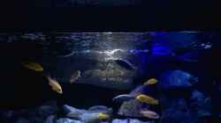 Aquarium Becken 33432