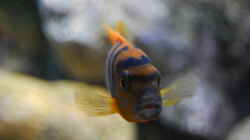 Labidochromis sp. `hongi` 