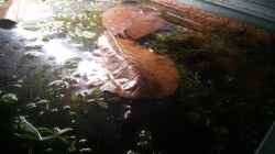 Einige Seemandelbaum Blätter liegen auf dem Hornkraut ..Das Weibchen nutzt sie gerne