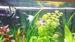 Mikrogeophagus ramirezi 