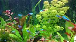 Pflanzen im Aquarium Rio 300