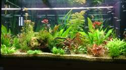 Pflanzen im Aquarium Rio 300