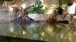 Pflanzen im Aquarium Rochen Becken,Potamotrygon