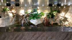 Pflanzen im Aquarium Rochen Becken,Potamotrygon