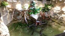 Pflanzen im Aquarium Rochen Becken,Potamotrygon