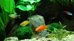 Besatz im Aquarium Dschungelcamp