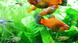 Besatz im Aquarium Dschungelcamp