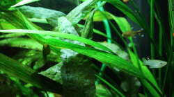 Besatz im Aquarium Dschungelcamp