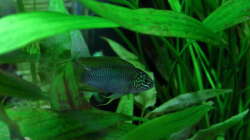 Besatz im Aquarium Dschungelcamp