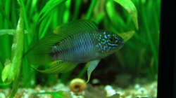 Besatz im Aquarium Dschungelcamp