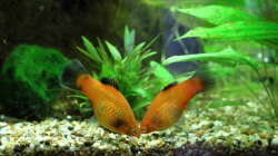 Besatz im Aquarium Dschungelcamp