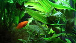 Besatz im Aquarium Dschungelcamp