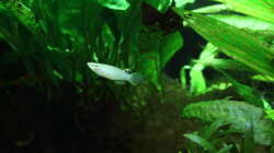 Besatz im Aquarium Dschungelcamp