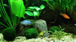 Besatz im Aquarium Dschungelcamp