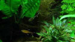 Besatz im Aquarium Dschungelcamp