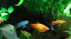 Besatz im Aquarium Dschungelcamp