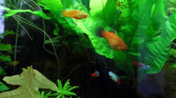 Besatz im Aquarium Dschungelcamp