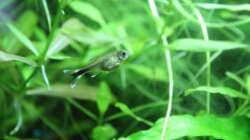 Besatz im Aquarium Dschungelcamp