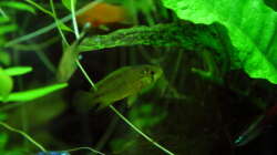 Besatz im Aquarium Dschungelcamp