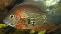 Besatz im Aquarium Juwel Rio 400