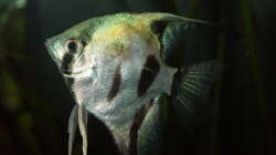 Besatz im Aquarium Juwel Rio 400