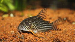 Besatz im Aquarium Juwel Rio 400