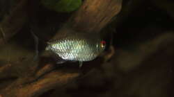 Besatz im Aquarium Juwel Rio 400