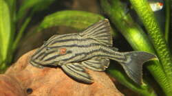 Besatz im Aquarium Juwel Rio 400