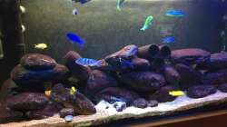 Besatz im Aquarium Malawi Mbuna Tank vor Umbau