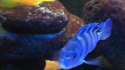 Pseudotropheus lombardoi