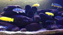 Besatz im Aquarium Malawi Mbuna Tank vor Umbau