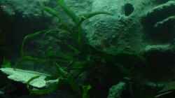 Pflanzen im Aquarium Becken 3353