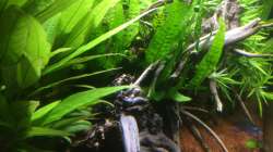 Aquarium Südamerika-Juwel Rekord 600