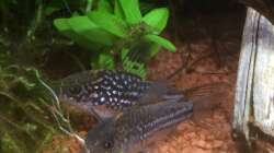 Aquarium Südamerika-Juwel Rekord 600