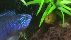 Aquarium Südamerika-Juwel Rekord 600