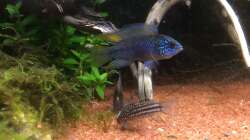 Aquarium Südamerika-Juwel Rekord 600