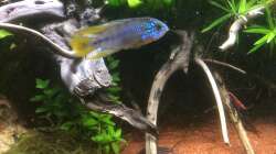 Aquarium Südamerika-Juwel Rekord 600