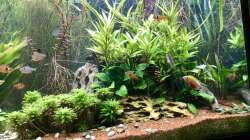 Pflanzen im Aquarium Eheim Proxima